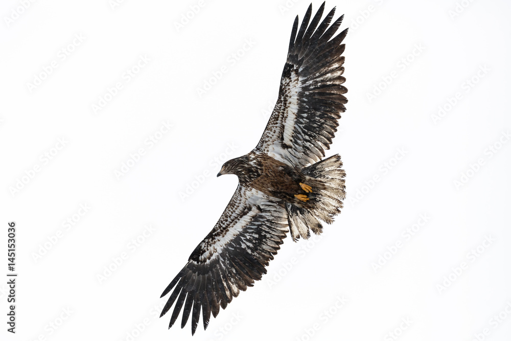 Juvenile Bald Eagle Juvenile Bald Eagle