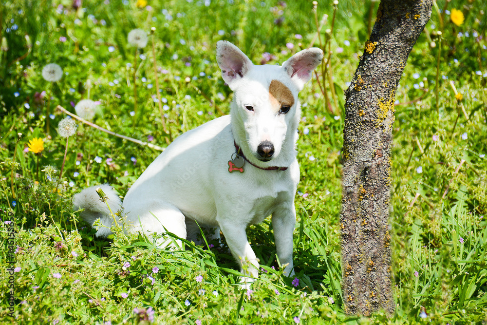 jack Russell adventure