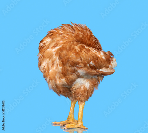 Chicken on blue background isolated, hiding the head under the wing, one closeup animal © sval7