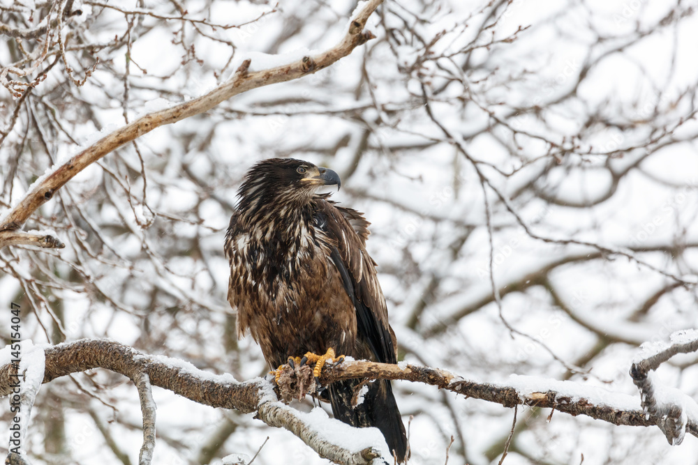 Juvenile Bald Eagle Juvenile Bald Eagle