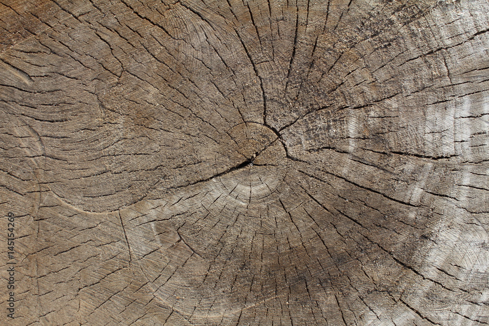 Fototapeta premium Wood log ends