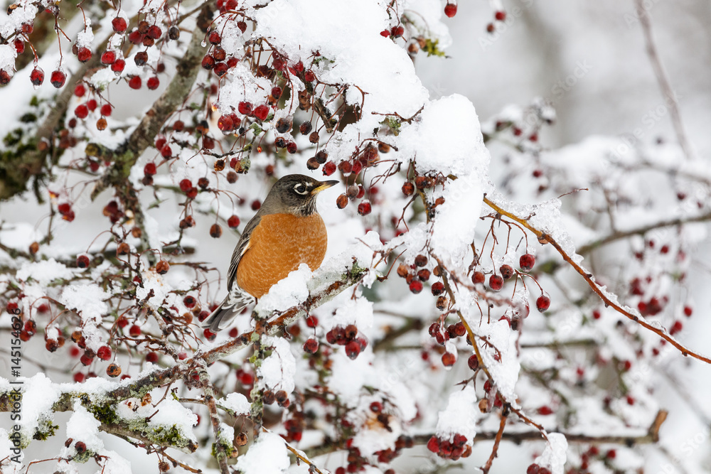 american robin and snow american robin and snow
