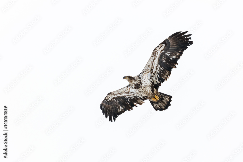 Obraz premium Juvenile Bald Eagle