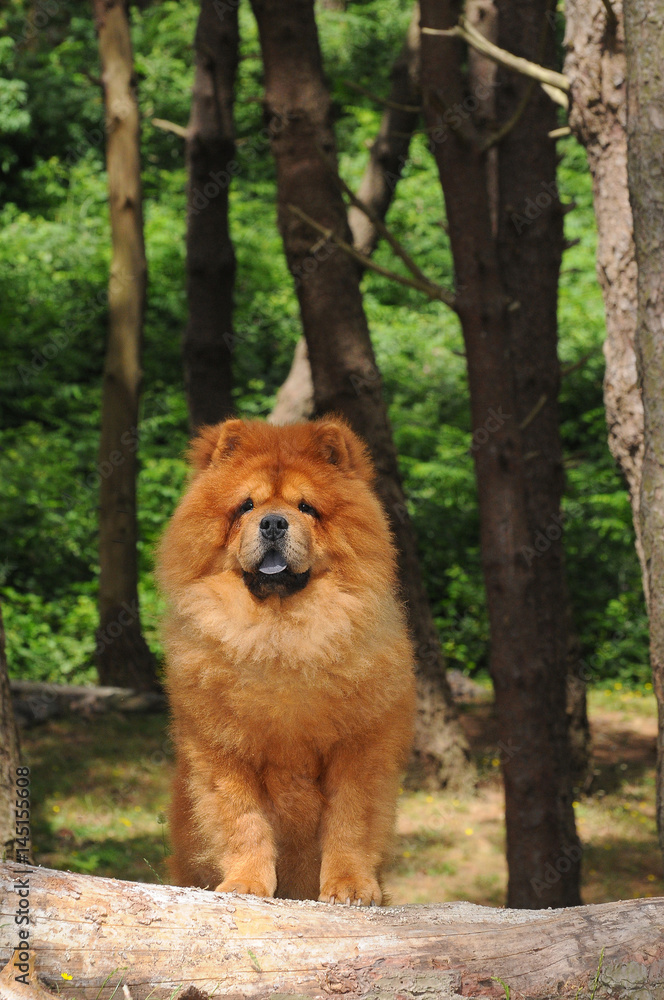 Fototapeta premium Portait of Chow Chow dog