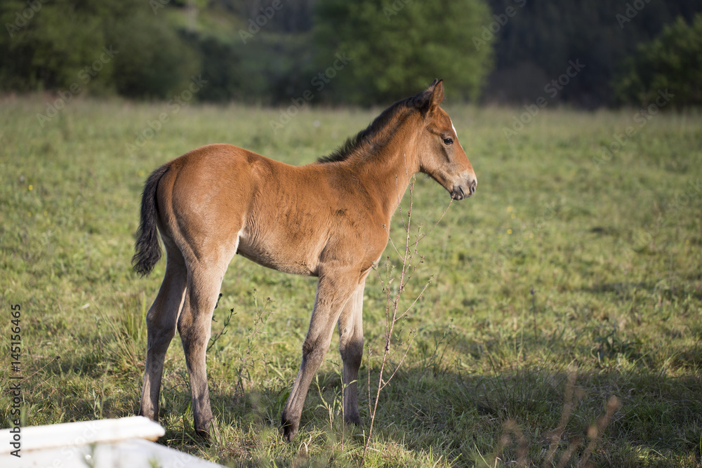 Foal