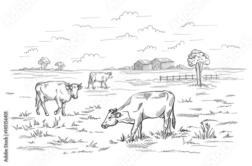 Cows grazing on meadow Hand drawn vector illustration sketch