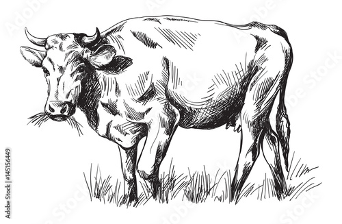sketches of cows drawn by hand. livestock. cattle. animal grazing