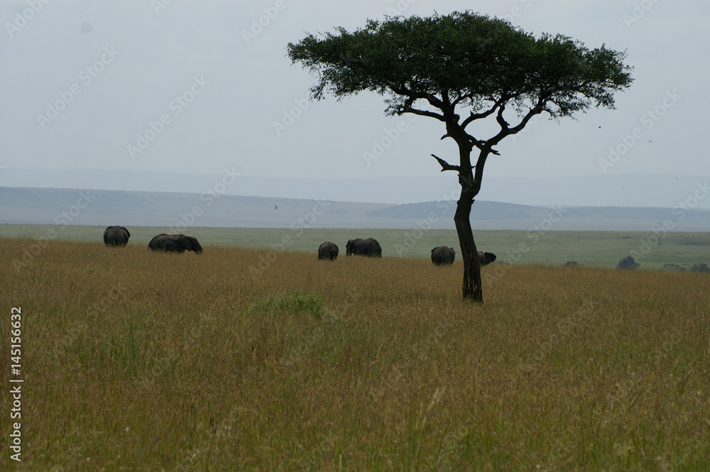 A group of elephants