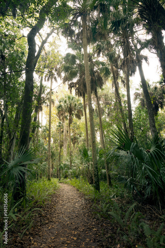  Path among palm trees and  Saw Palmetto. Highlands Hammock  Florida State Parks  USA