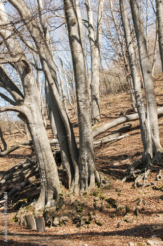 Large old beech trees in early springtime mountain forest in sunny day