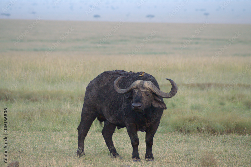 An Affrican Buffalo bull An Affrican Buffalo bull