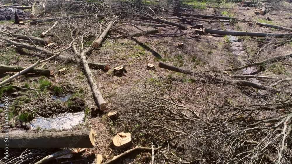 Aerial bird view looking down drone moving sideways showing and dead tree trunks wasteland cut tree trunks all over place laying on dead ground sad view destroyed nature ecology habitat destruction 4k Aerial bird view looking down drone moving sideways showing and dead tree trunks wasteland cut tree trunks all over place laying on dead ground sad view destroyed nature ecology habitat destruction 4k