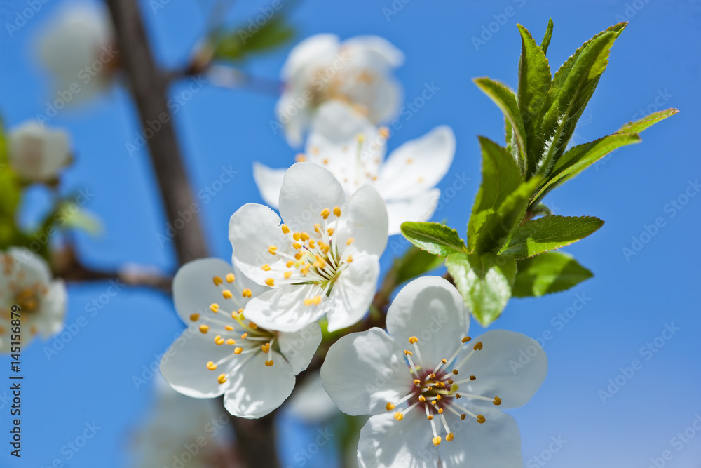 Obraz premium Cherry blossoms