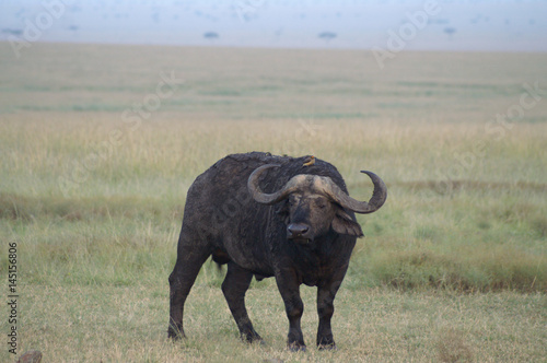 An Affrican Buffalo bull