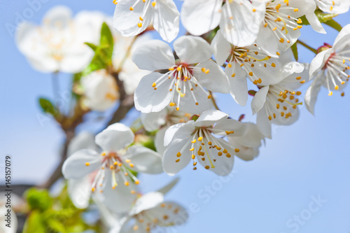 Cherry blossoms © vizafoto