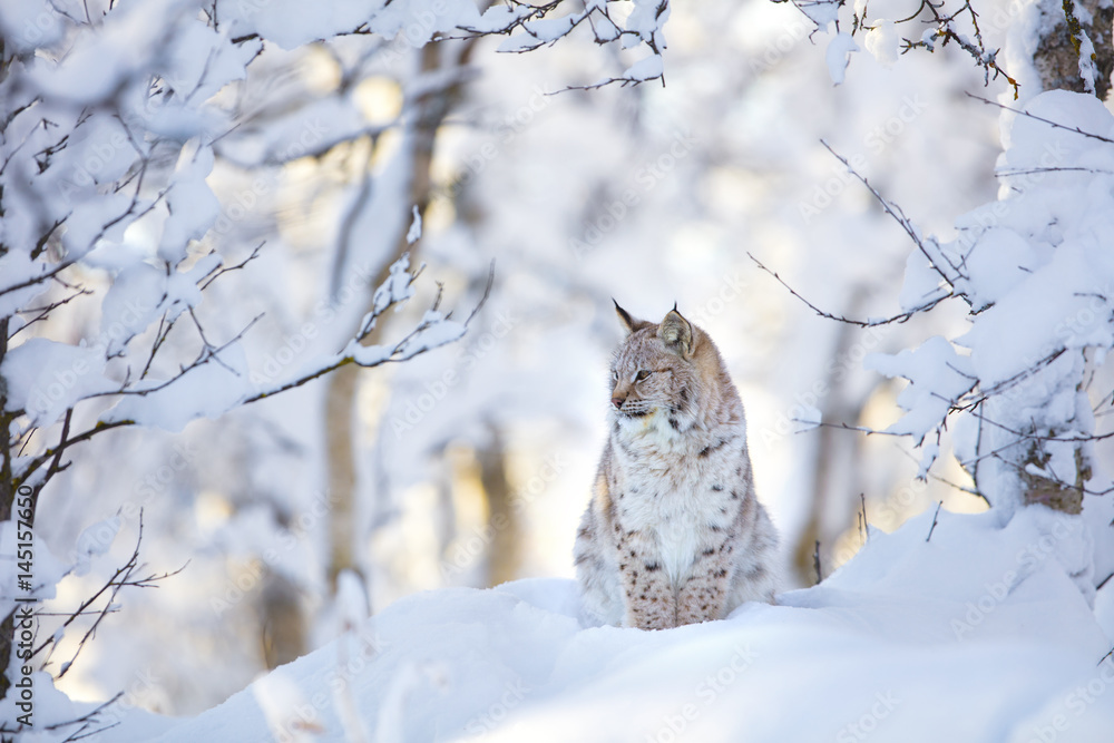 Naklejka premium Beautiful lynx cat cub in the cold winter forest