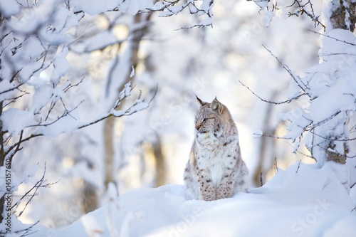 Canvas Print Beautiful lynx cat cub in the cold winter forest