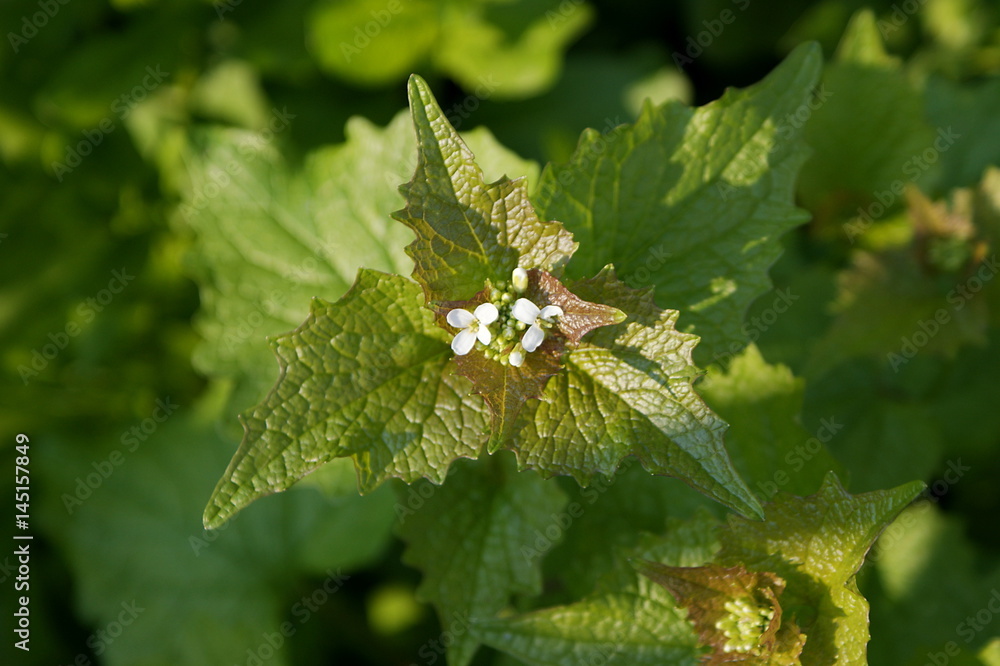 Blühende Knoblauchrauke