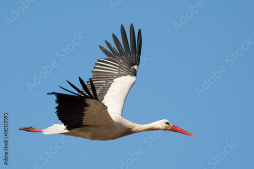 Fliegender Weißstorch (Ciconia ciconia)
