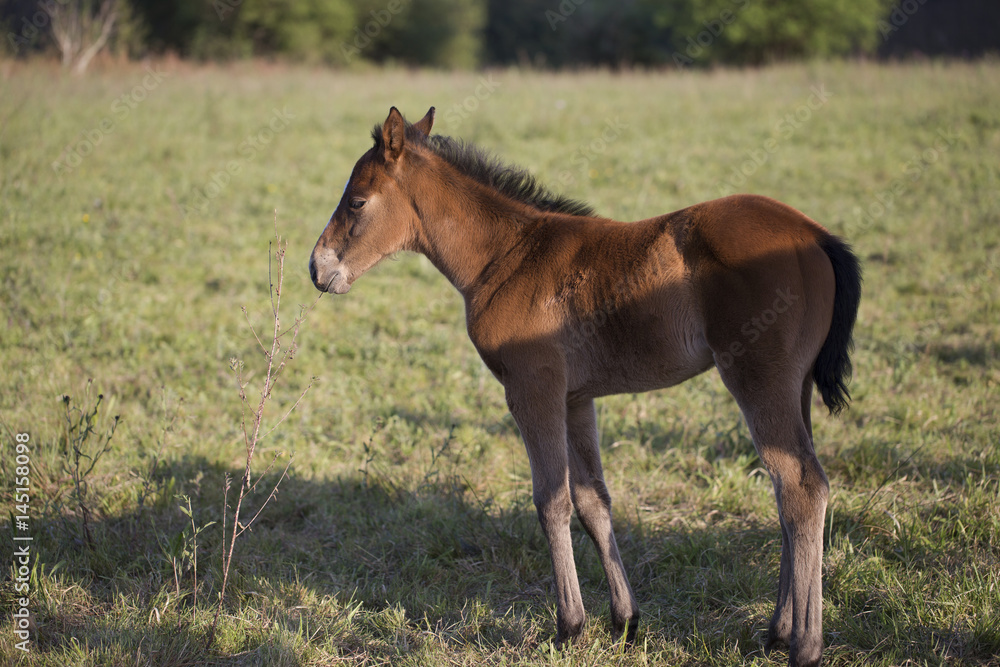 Fototapeta premium Foal
