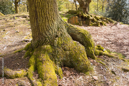 Swithland wood, Leicestershire photo