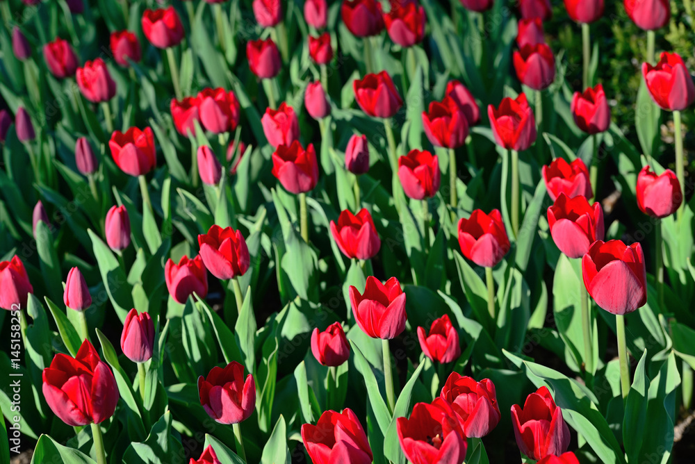 Many red tulips under morning sunlight in the park. Bright sunlight Many red tulips under morning sunlight in the park. Bright sunlight