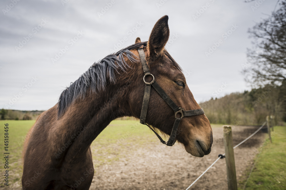 Fototapeta premium Brown horse with closed eyes