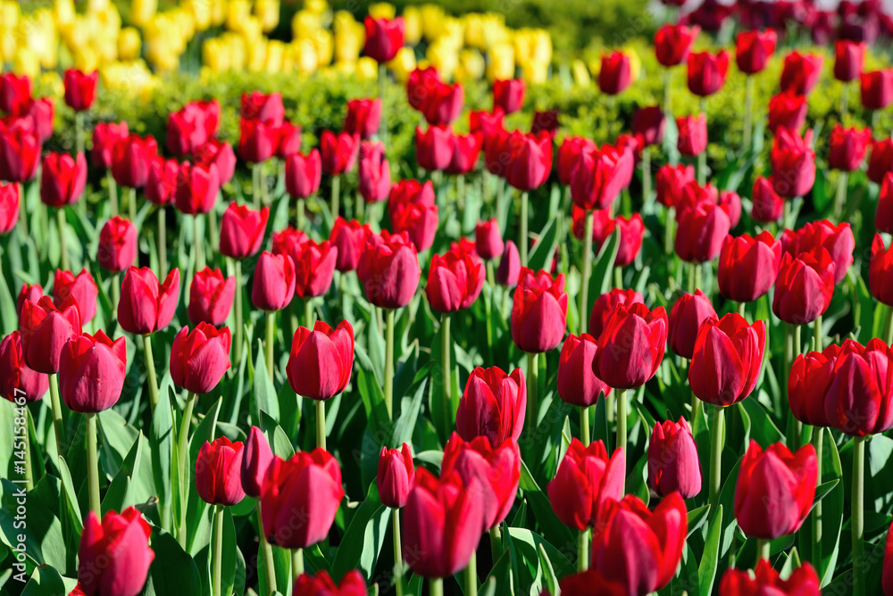 Beautiful view of red tulips under morning sunlight Beautiful view of red tulips under morning sunlight