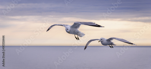 Two Seagulls flying over the sea at sunset photo