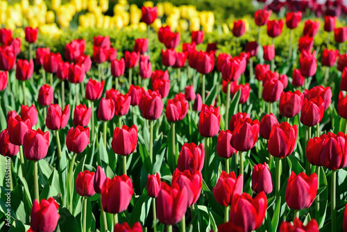 Beautiful view of red tulips under morning sunlight