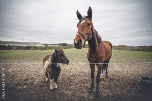 Horse friends on a farm