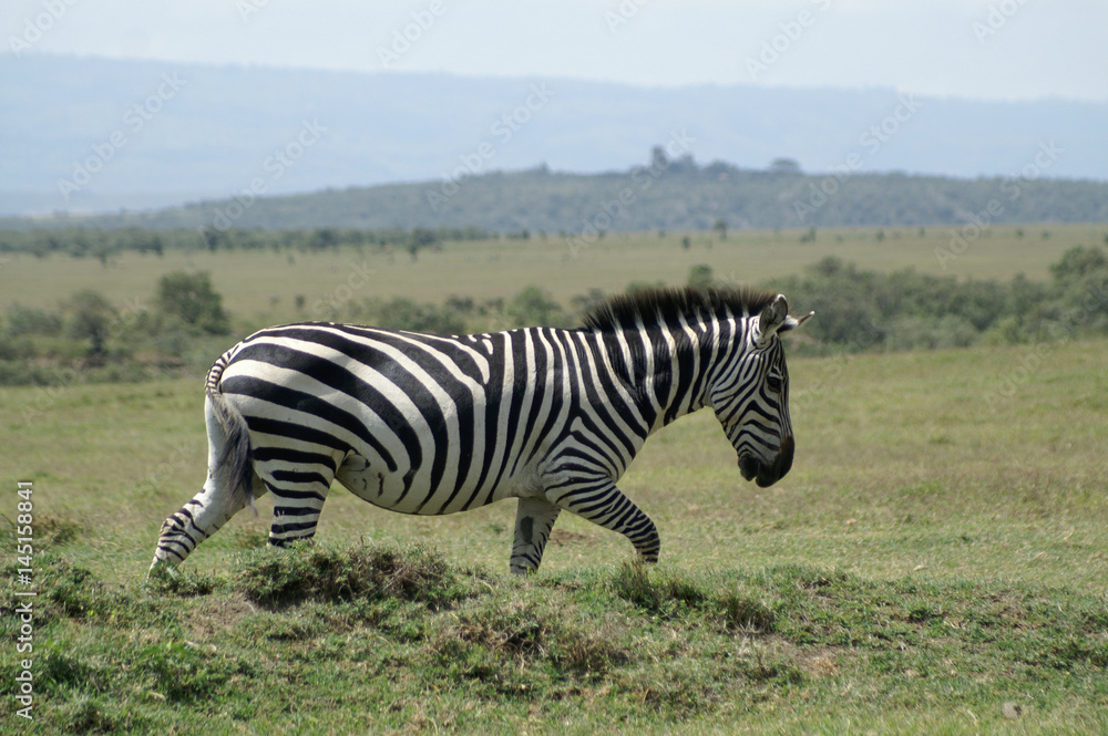 Obraz premium zebra walking