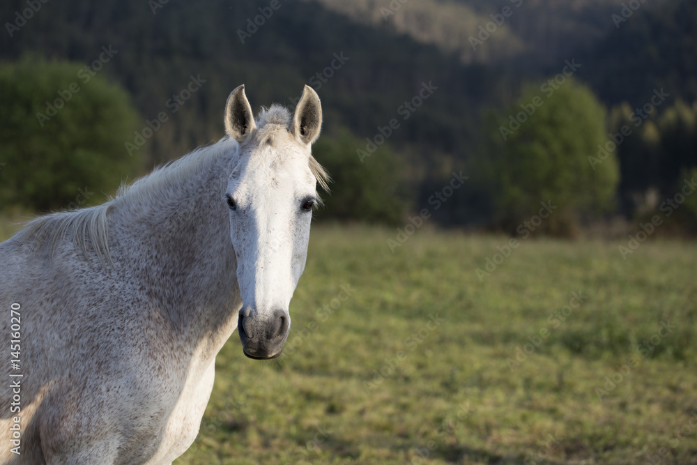 Obraz premium White mare