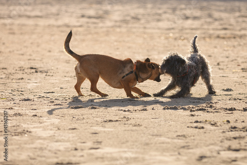 Two mongrel dogs playing together on beach