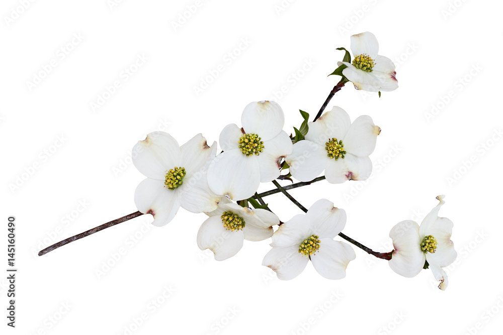 Fototapeta premium Isolated White flowering dogwood tree blossoms