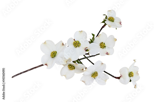 Isolated White flowering dogwood tree blossoms