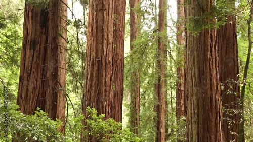 Sequoia redwood trees slow pan up