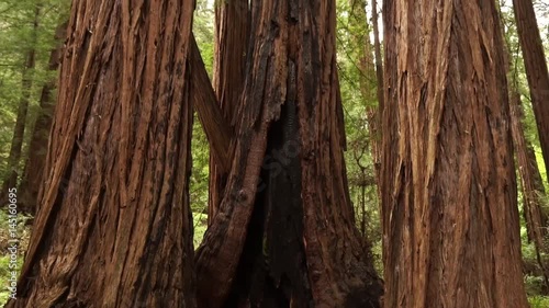 Sequoia redwood trees slow pan up