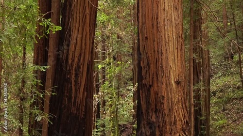 Sequoia redwood trees slow pan up