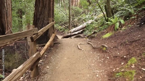 Walking along a dirt path in a dense redwood forest surrounded by ferns
