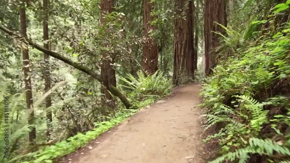 Walking along a dirt path in a dense redwood forest surrounded by ferns Walking along a dirt path in a dense redwood forest surrounded by ferns