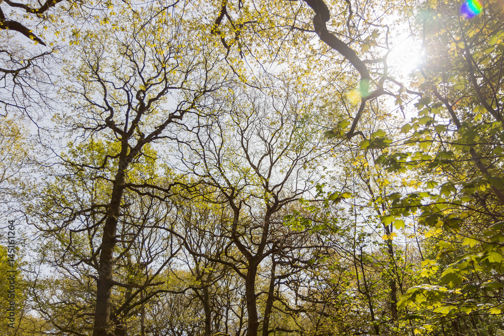 Fototapeta premium Swithland wood, Leicestershire