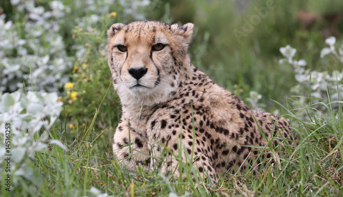 wild cheetah  South Africa.