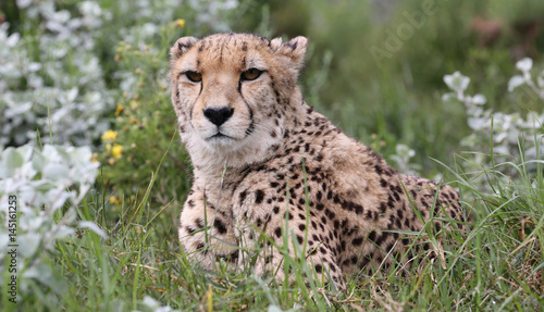 wild cheetah, South Africa. © RPL-Studio