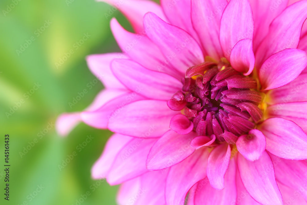beautiful dhalia blossom. beautiful dhalia blossom.