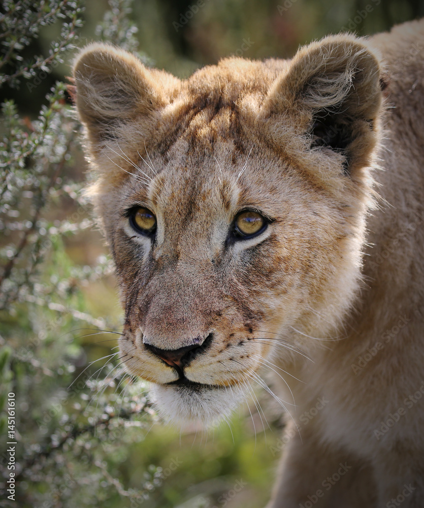 Fototapeta premium portrait of a wild lion.