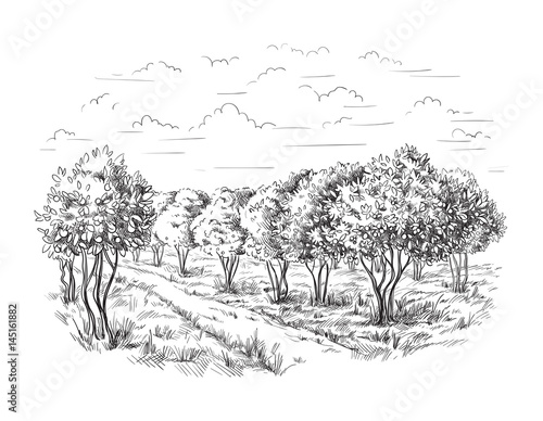 Orange - Orange tree Orange Park vector illustration sketch drawing
