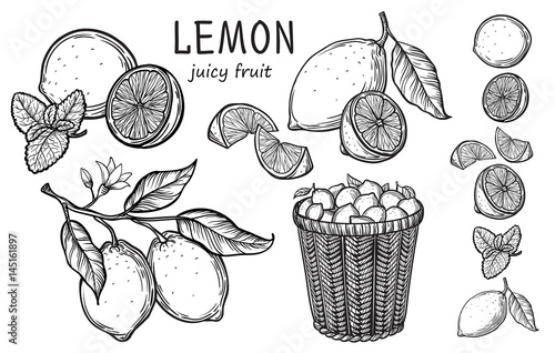 Vintage lemon tree sketch. Vector hand drawn illustration.