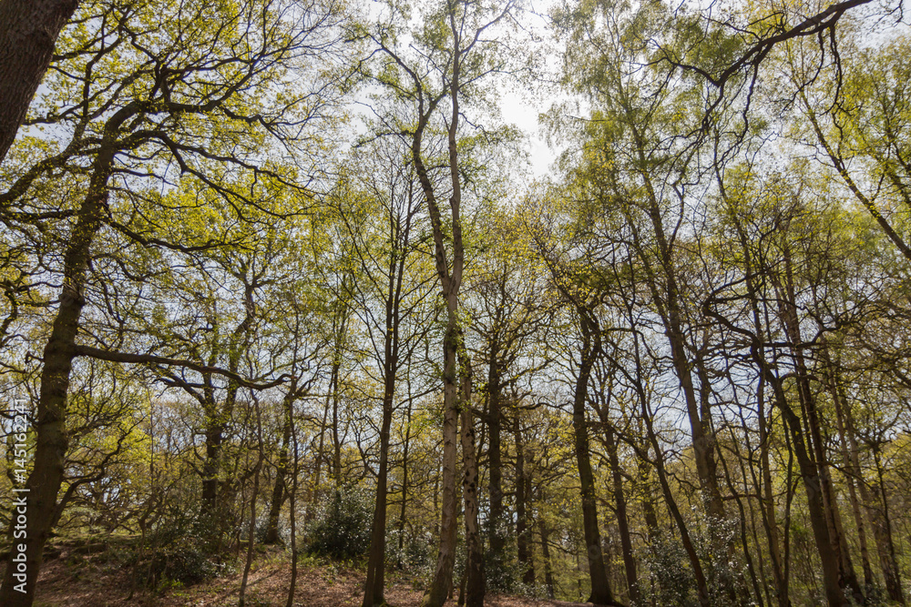 Fototapeta premium Swithland wood, Leicestershire