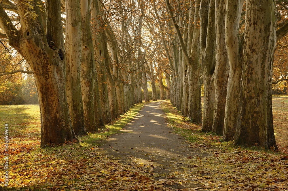 Obraz premium Avenue with line of trees. Sunny day. Leaves under trees. Straznice, Czech Republic